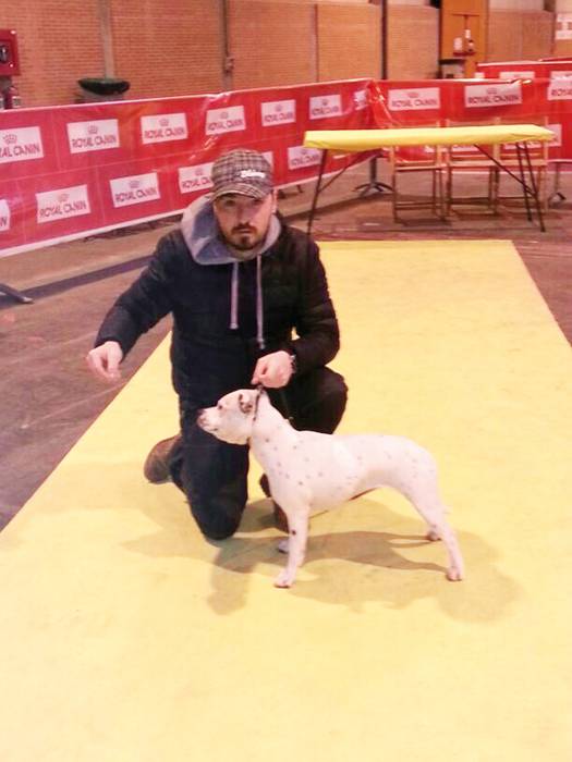 Munduko txakur ederrenen artean