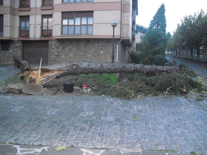 100 urtetik gorako zuhaitza bota du haizeteak Oñatin