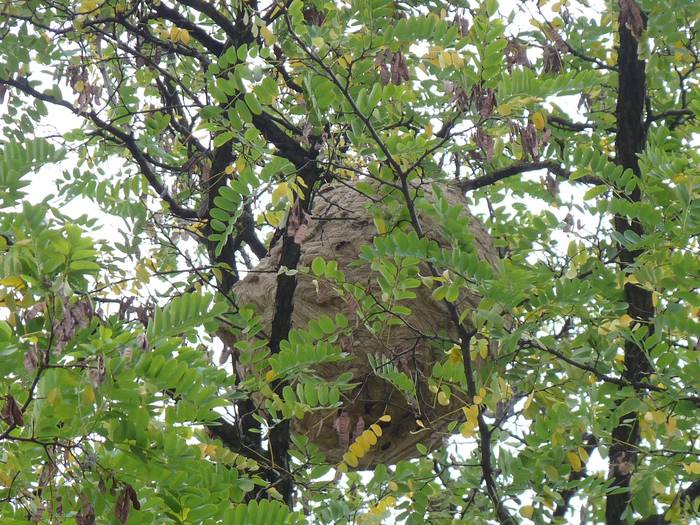 Asiako liztor inbaditzaileen habia bat agertu da Arrasateko Eguzki dorrearen ondoan