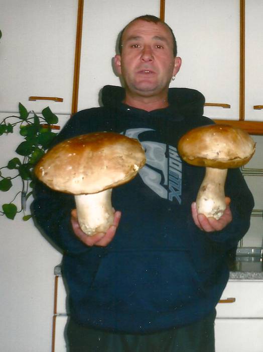 Kilo eta erdiko eta ia kilo bateko onddoak