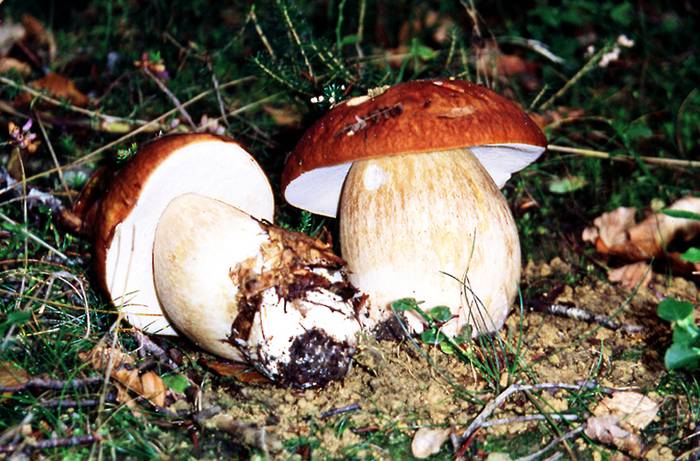 Onddoak, garaiko ehiza eta Bergarako erreilenotxoak udazkeneko jardunaldi gastronomikoetan