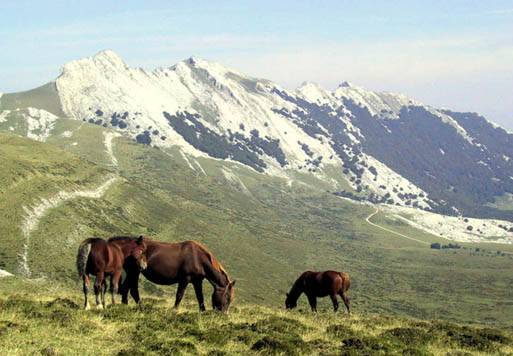 Aloñako larreetara eraman nahi dituzten animaliak identifikatzeko kanpaina