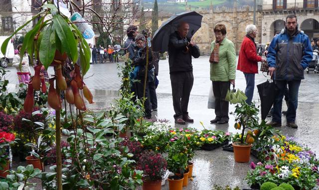 Belar usaintsuez, fruta-arbolez eta sasoiko lorez bete zen plaza