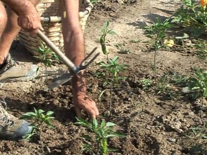 Langabetuentzako ortugintza ekologiko ikastaroa